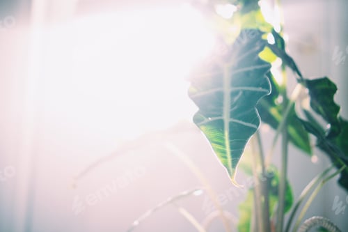 Preview: Plants in sunlight