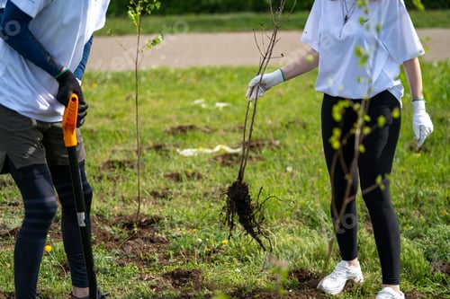 Preview: Woman planting tree in park with friend