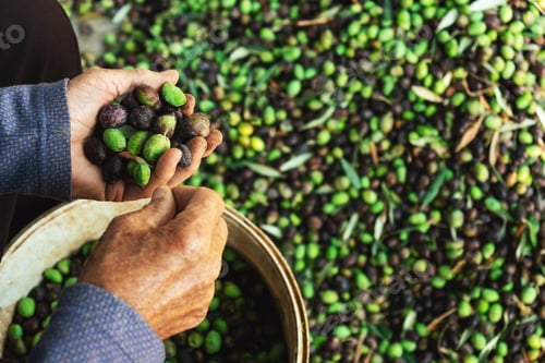 Preview: Old man hands top view collection of olives in Cyprus