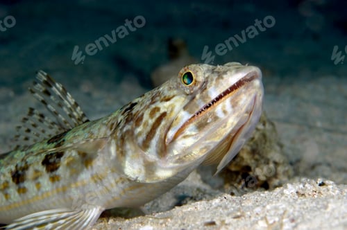 Preview: Lizardfish hunting
