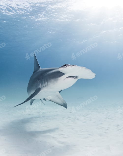 Preview: Great Hammerhead shark, underwater view