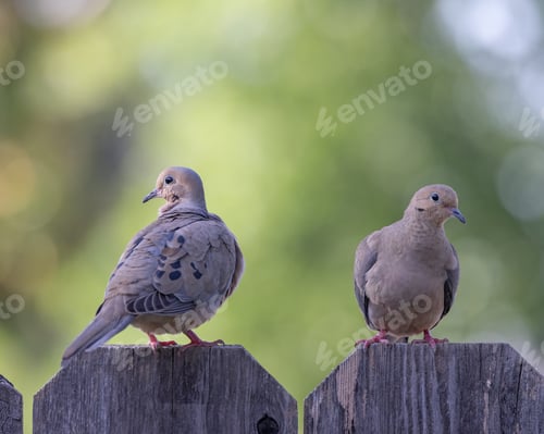 Preview: Mourning Dove Doves a pair sitting on a fence with a green background
