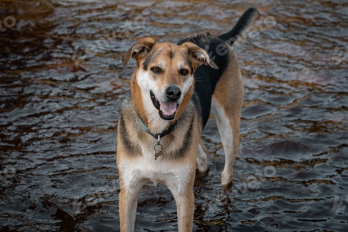 Preview: Closeup of a dog standing in water smiling