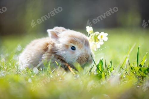 Preview: Small brown rabbit in green grass closeup