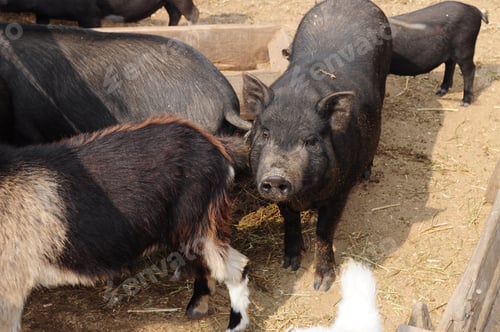 Preview: Pig cattle farm in countryside
