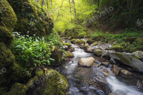Preview: Beautiful spring landscape view of a river flowing through a dense vegetation