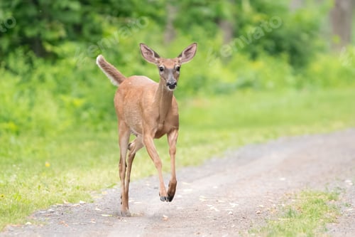Preview: Doe Running Down an Old Railroad Bed