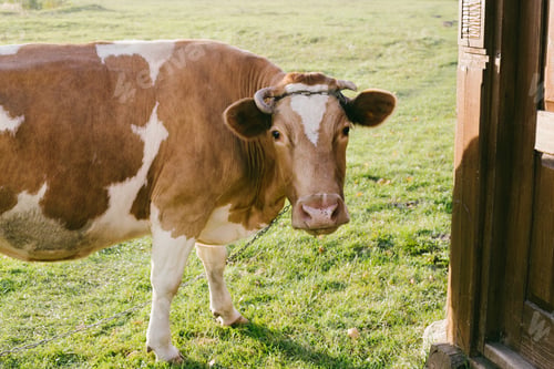 Preview: happy cow in the meadow at sunset