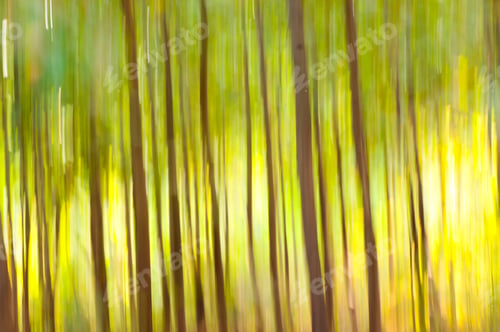 Preview: Abstract forest background, nature abstract background, forest blurred background.
