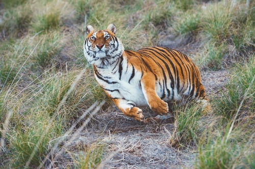 Preview: Tiger in green grass