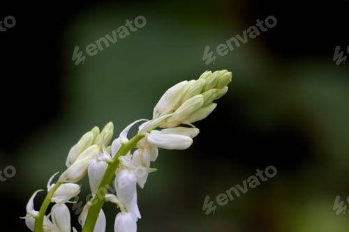 Preview: Stem with White Flowers