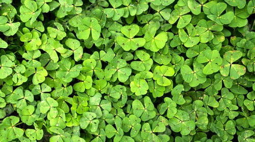 Preview: Clover