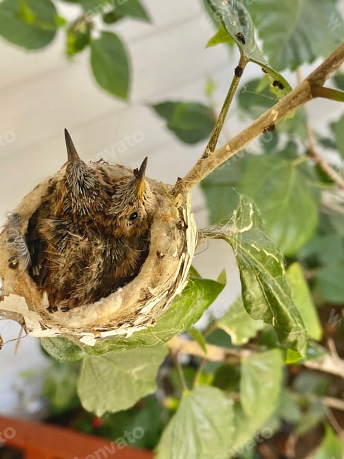 Preview: Baby hummingbirds in the nest