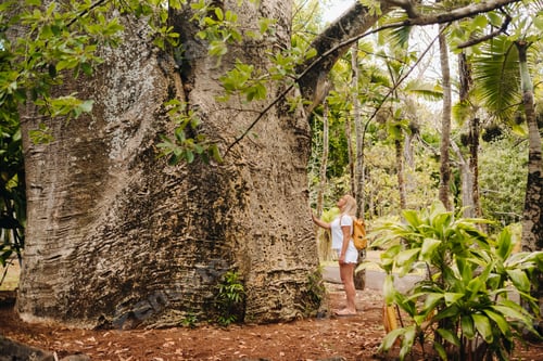 Preview: A girl next to a baobab in the botanical garden on the island of Mauritius