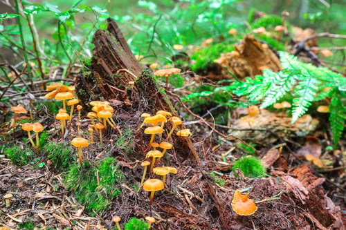 Preview: Mushrooms and moss attached to a cut tree stump