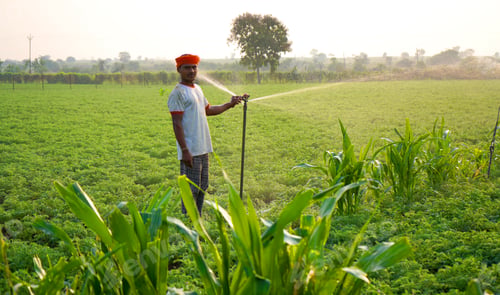 Preview: Indian farmer working in green chickpea garden