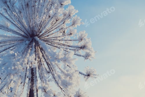 Preview: winter nature, frozen plants, cold weather