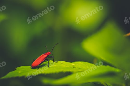 Preview: Fire-coloured beetle