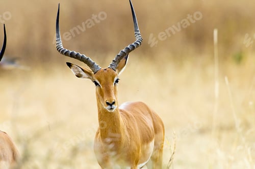 Preview: Adult male impala in Africa