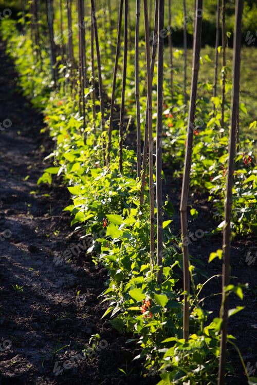 Preview: row of flowering beans in vegetable garden