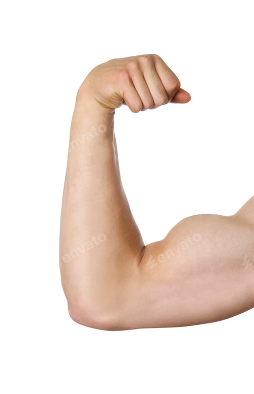 Preview: biceps isolated on white background