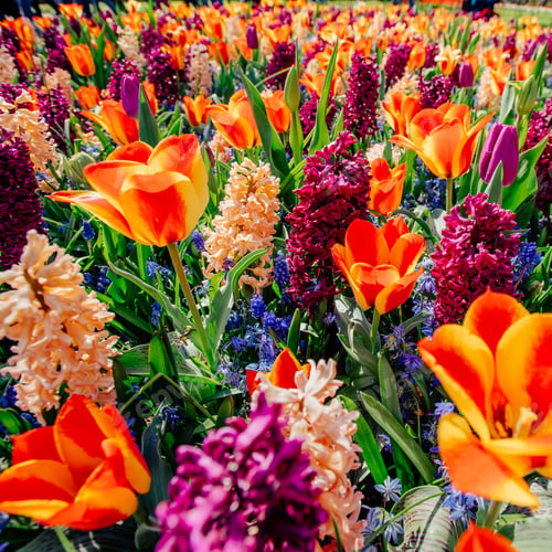 Preview: field of wild flowers. Spring landscape. Holland
