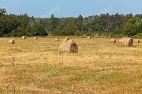 Preview: Straw bales on a field