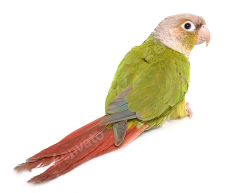 Preview: conure cinnamon in studio