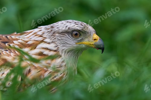 Preview: Red kite (Milvus milvus)