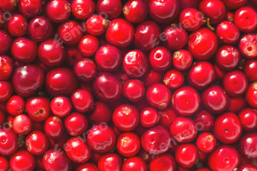 Preview: many berries of red lingonberry. lingonberry background. lingonberry close