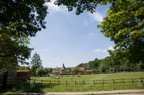 Preview: A flock of sheep grazes on a green pasture on a sunny da , countryside in Belgium, rural
