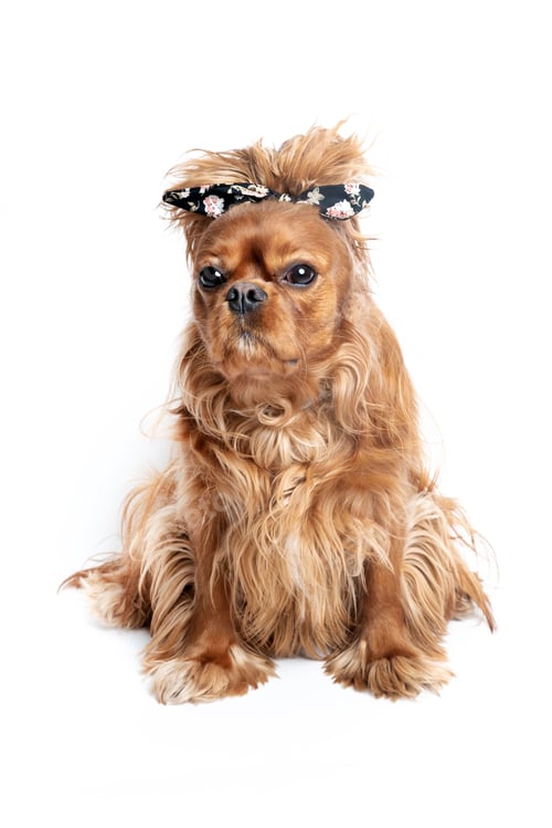 Preview: Cavalier Spaniel with Black and White Floral Bow