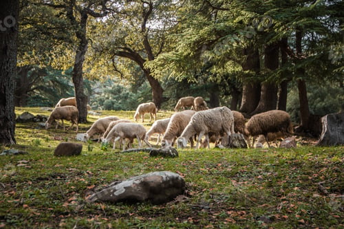 Preview: herd of sheep in the forest
