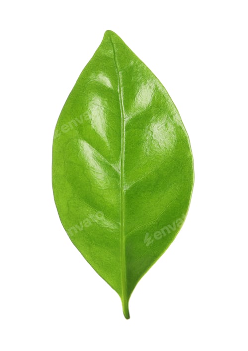 Preview: Fresh green coffee leaf isolated on white