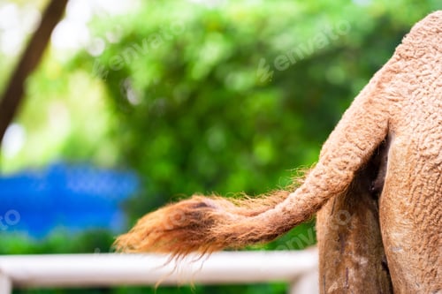 Preview: Elephant's Butt, Mammalian Tails and Buttocks, Large Animals, Copy space for text.