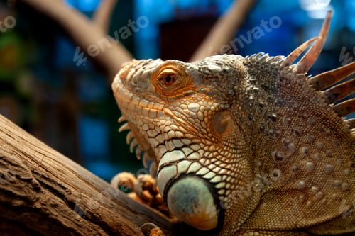 Preview: Iguana on bokeh background.'