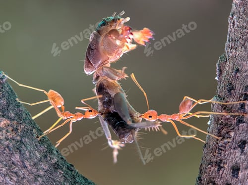 Preview: super ant