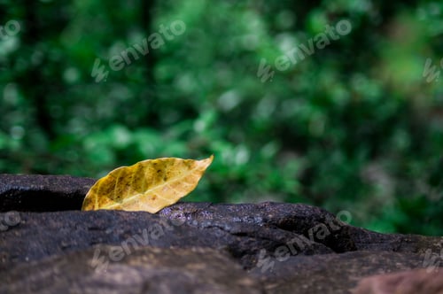 Preview: Solitary, yellow autumn leaf lying on a smooth, dark stone surface in the forest