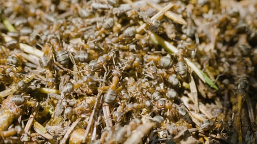 Preview: Ants building an anthill. Colony insects. Macro. Red forest ants. Anthill in the forest closeup