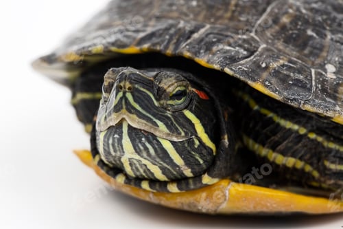 Preview: Water turtle isolated, on the white background