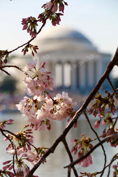 Preview: Vertical closeup of cherry blossoms with blur Thomas Jefferson Memorial in the background