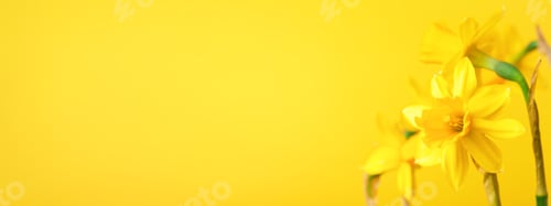 Vista previa: Banner con narcisos amarillos. Flores primaverales monocromáticas
.