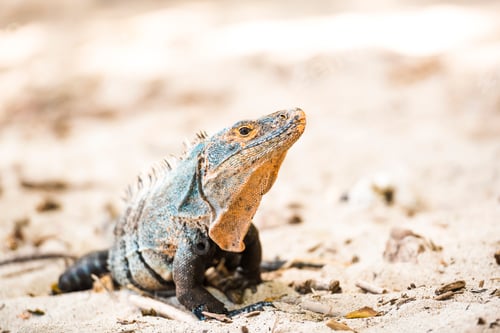 Preview: Black Spiny Tailed Iguana Lizard (Ctenosaura similis), Manuel Antonio National Park Beach, Pacific C