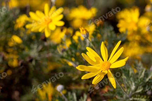 Preview: Yellow daisy bush, Scientific name; Euryops pectinatus