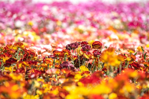 Preview: Flower field during spring