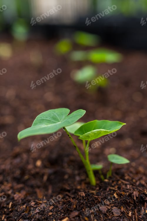 Preview: Seedlings are growing from the fertile soil