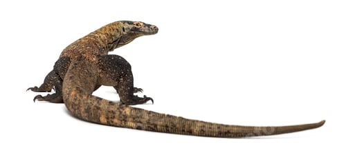 Preview: Rear view of a Komodo Dragon, isolated on white