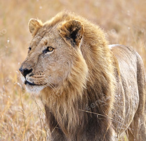 Preview: A Beautiful Wildlife photography pictures