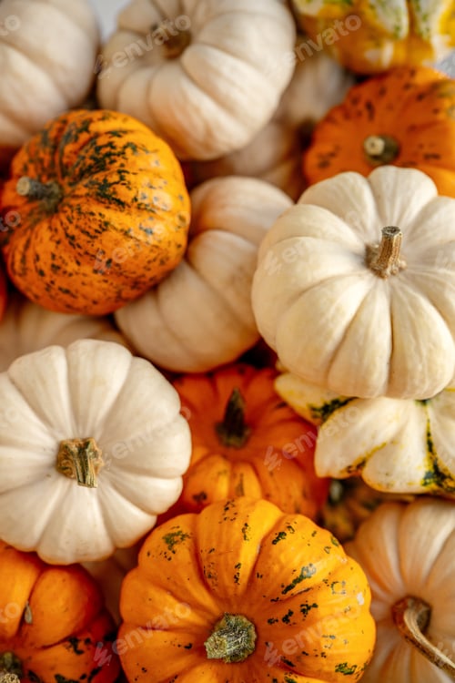 Preview: Assortment of Baby Boo pumpkins and gourds for autumn and Halloween concepts