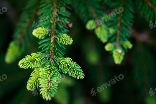 Preview: Natural fir tree brunches, Christmas wallpaper concept